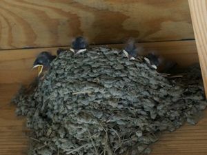 廃油でヘビよけ ツバメの子育て応援中 虎岩旬菜園