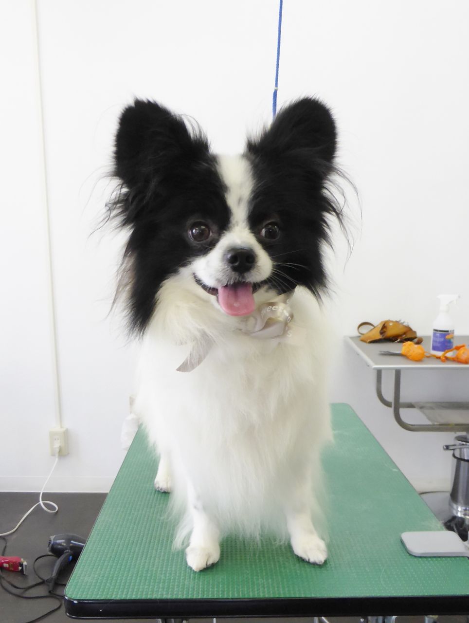 ルイくん Sweet Dog S