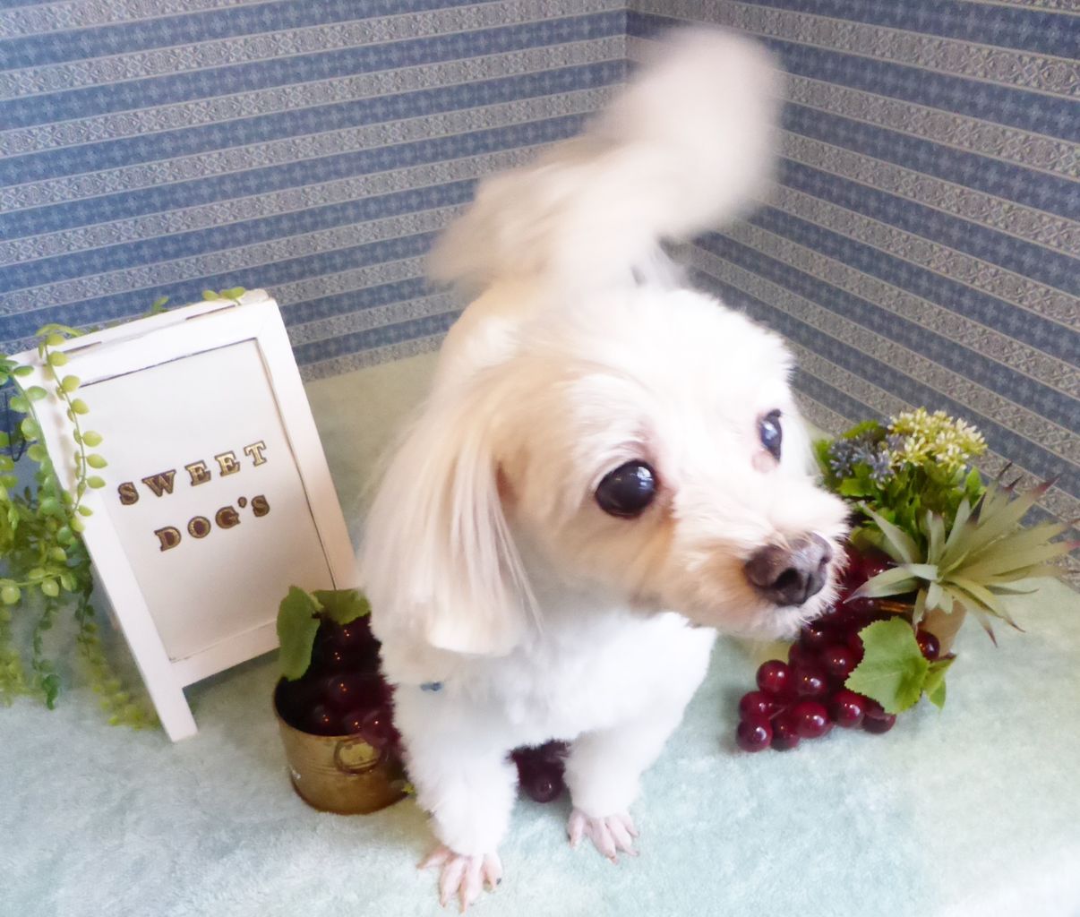 里親募集中のマルチーズ ミックス犬 News 里親募集中のマルチーズ ミックス犬 News