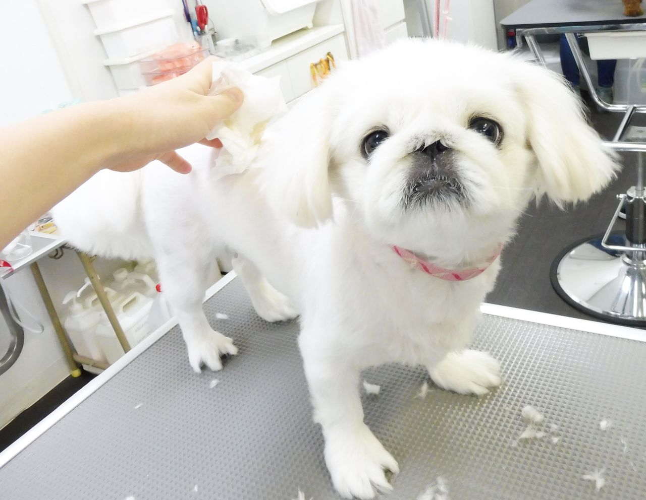 おもちちゃん Sweet Dog S おもちちゃん Sweet Dog S