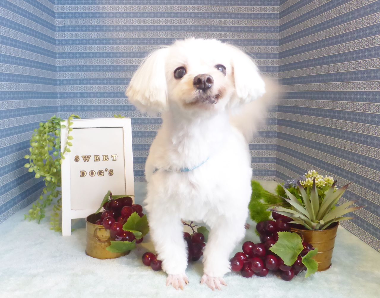 里親募集中のマルチーズ ミックス犬 News 里親募集中のマルチーズ ミックス犬 News