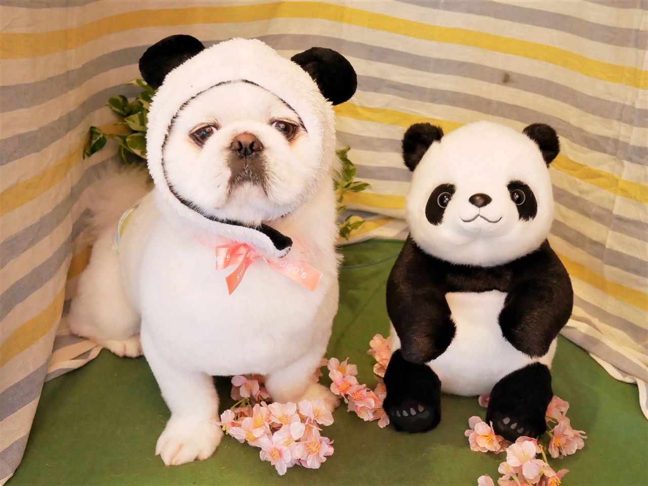 カルくん Sweet Dog S カルくん Sweet Dog S