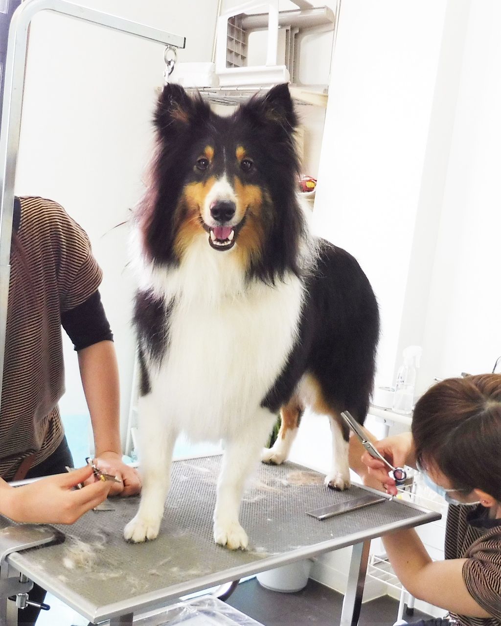 シェルティ Sweet Dog S