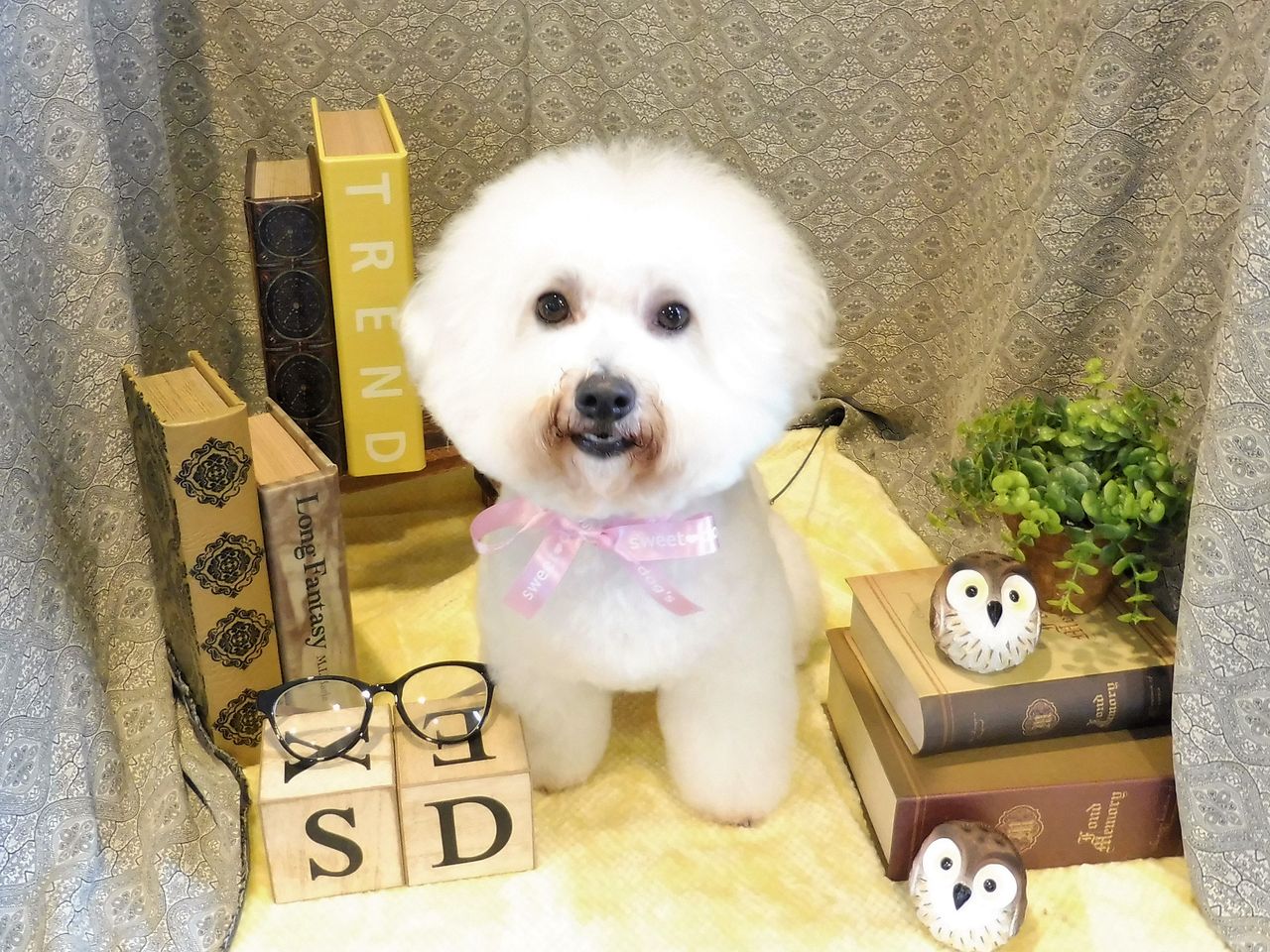 ビションフリーゼ Sweet Dog S