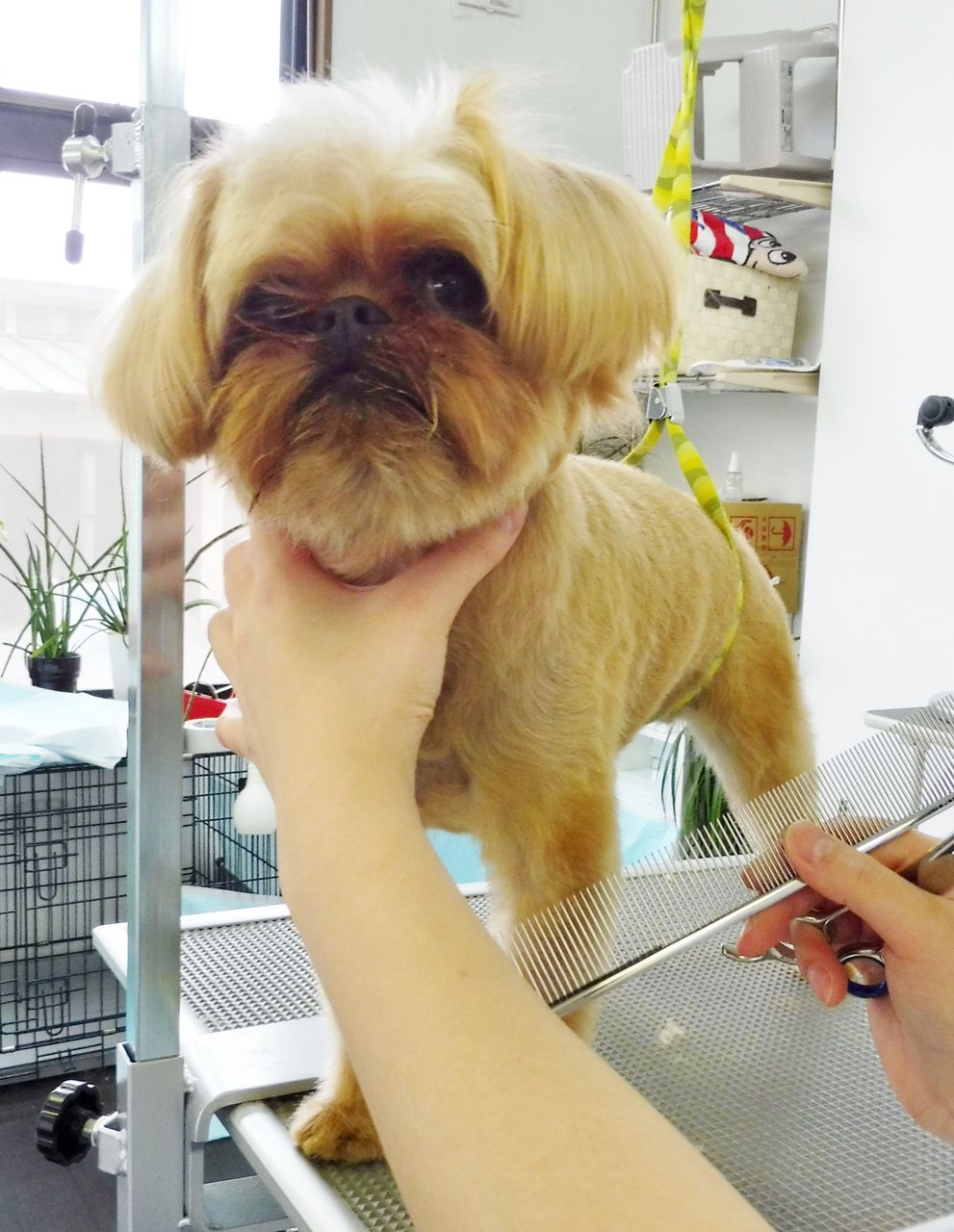ブリュッセルグリフォン Sweet Dog S ブリュッセルグリフォン Sweet Dog S