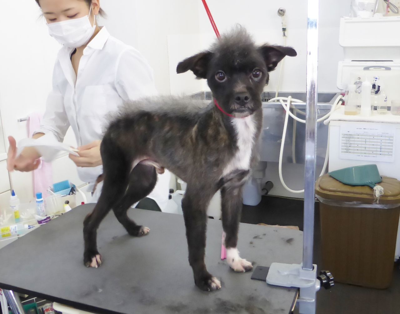 保護犬への支援物資 Sweet Dog S 保護犬への支援物資 Sweet Dog S