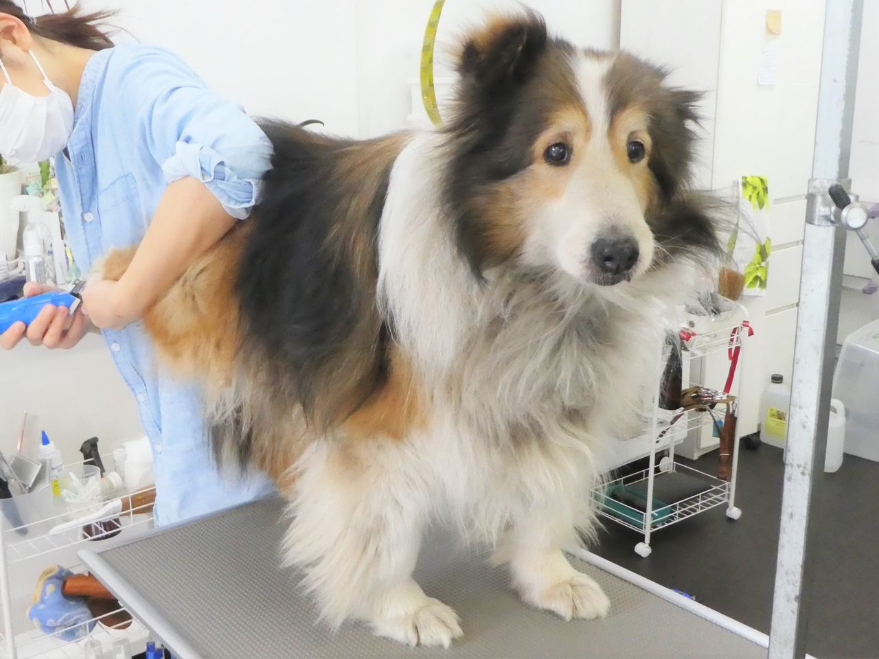 ロッキーくん Sweet Dog S ロッキーくん Sweet Dog S