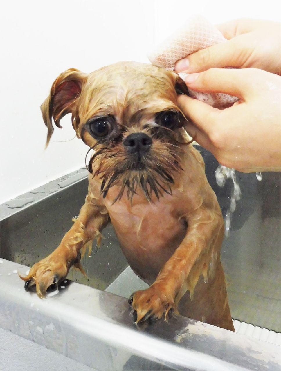 ブリュッセルグリフォン Sweet Dog S