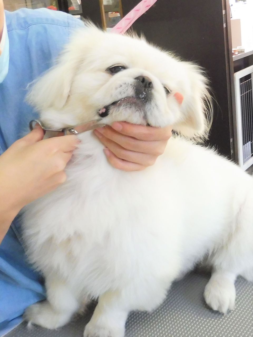 ペキニーズ Sweet Dog S ペキニーズ Sweet Dog S