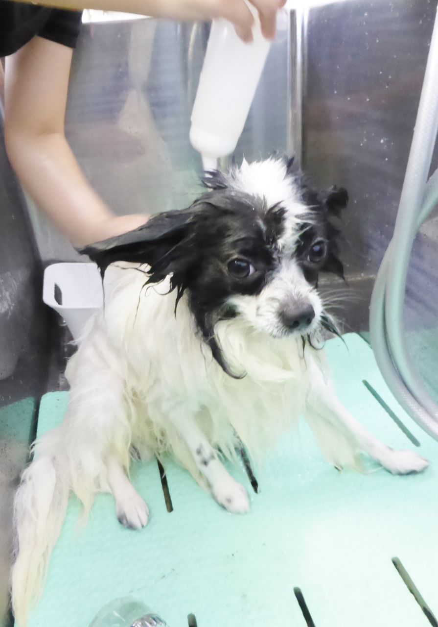 ルイくん Sweet Dog S ルイくん Sweet Dog S