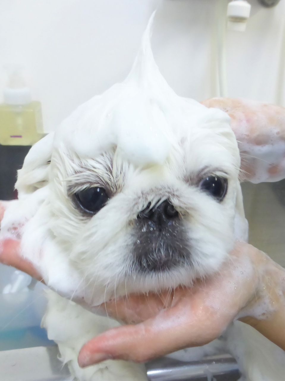 おもちちゃん Sweet Dog S おもちちゃん Sweet Dog S