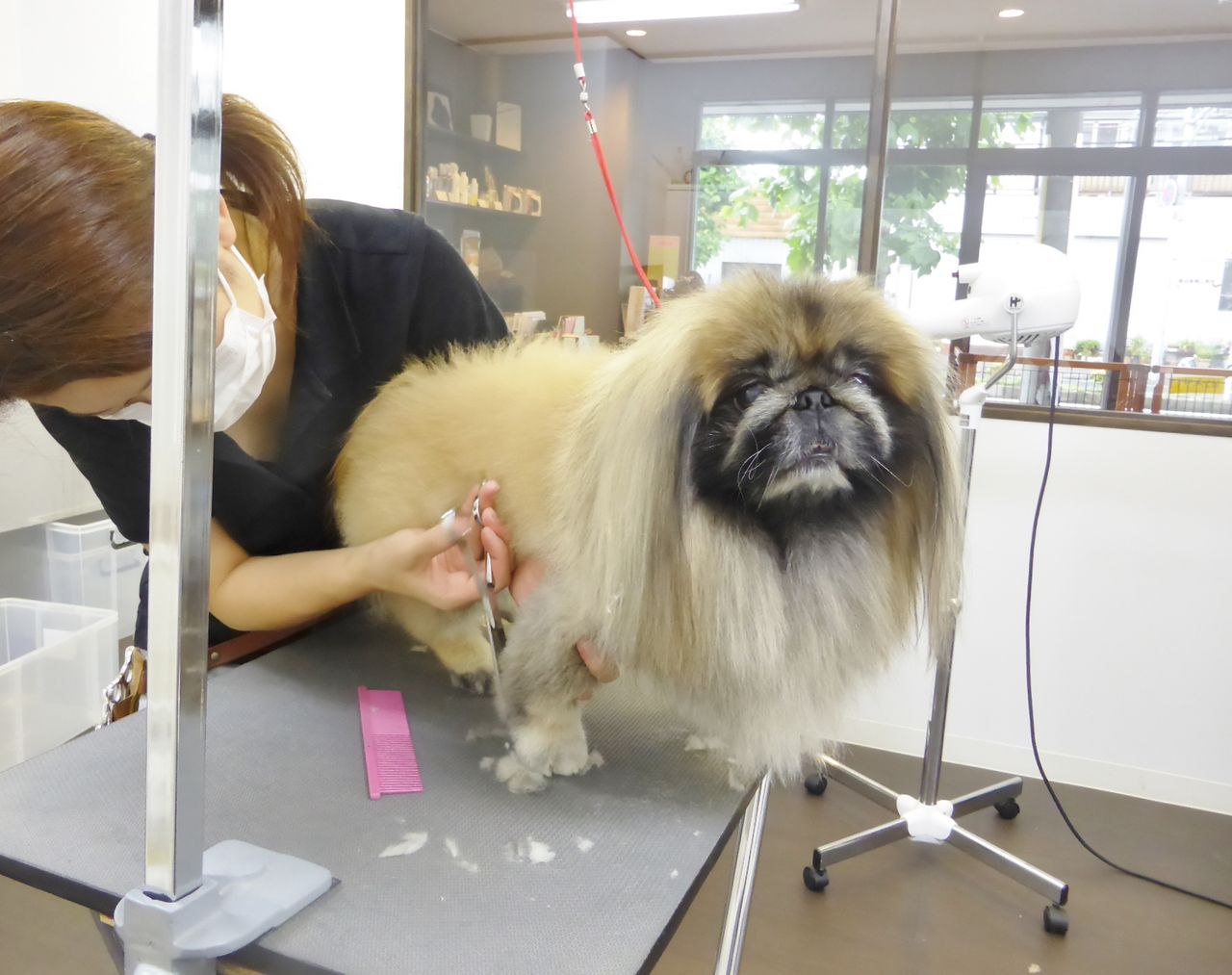 ハルくん Sweet Dog S