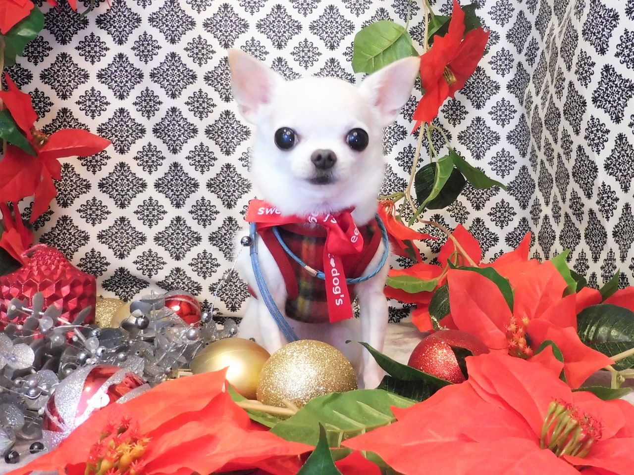 ももちちゃん Sweet Dog S