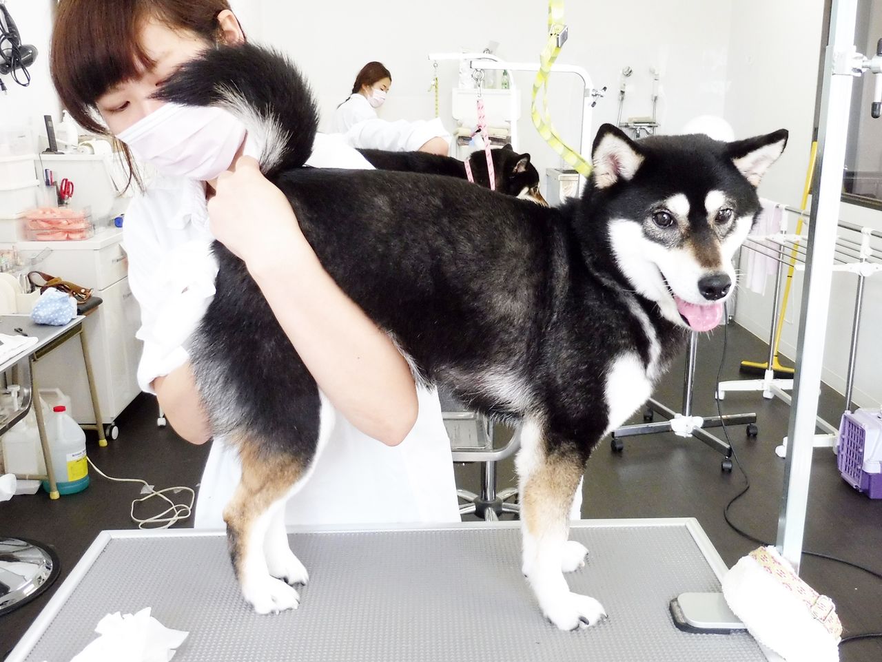 クルミちゃん Sweet Dog S