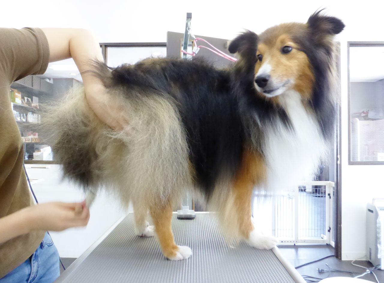 マックスくん Sweet Dog S マックスくん Sweet Dog S