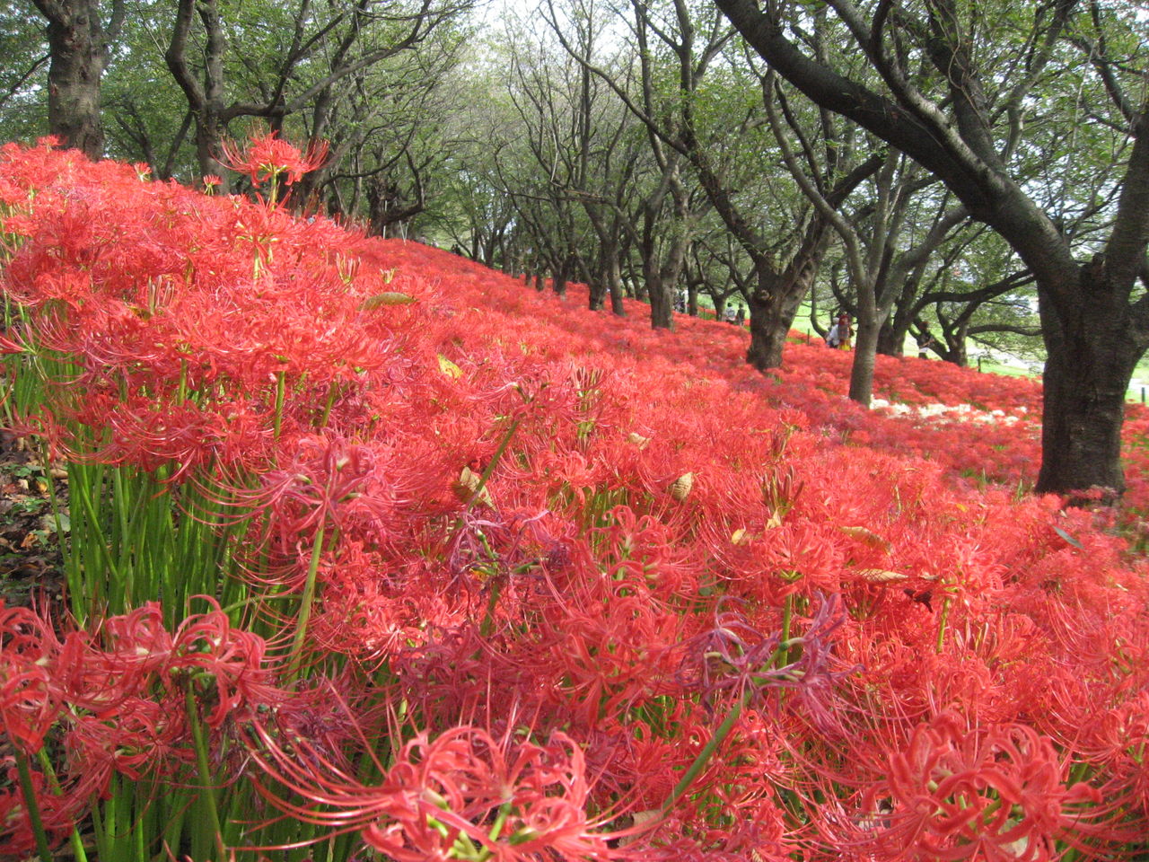 幸手市権現堂の彼岸花 曼珠沙華 を見に行きました 最高の農業の見つけ方 幸手市権現堂の彼岸花 曼珠沙華 を見に行きました 最高の農業の見つけ方