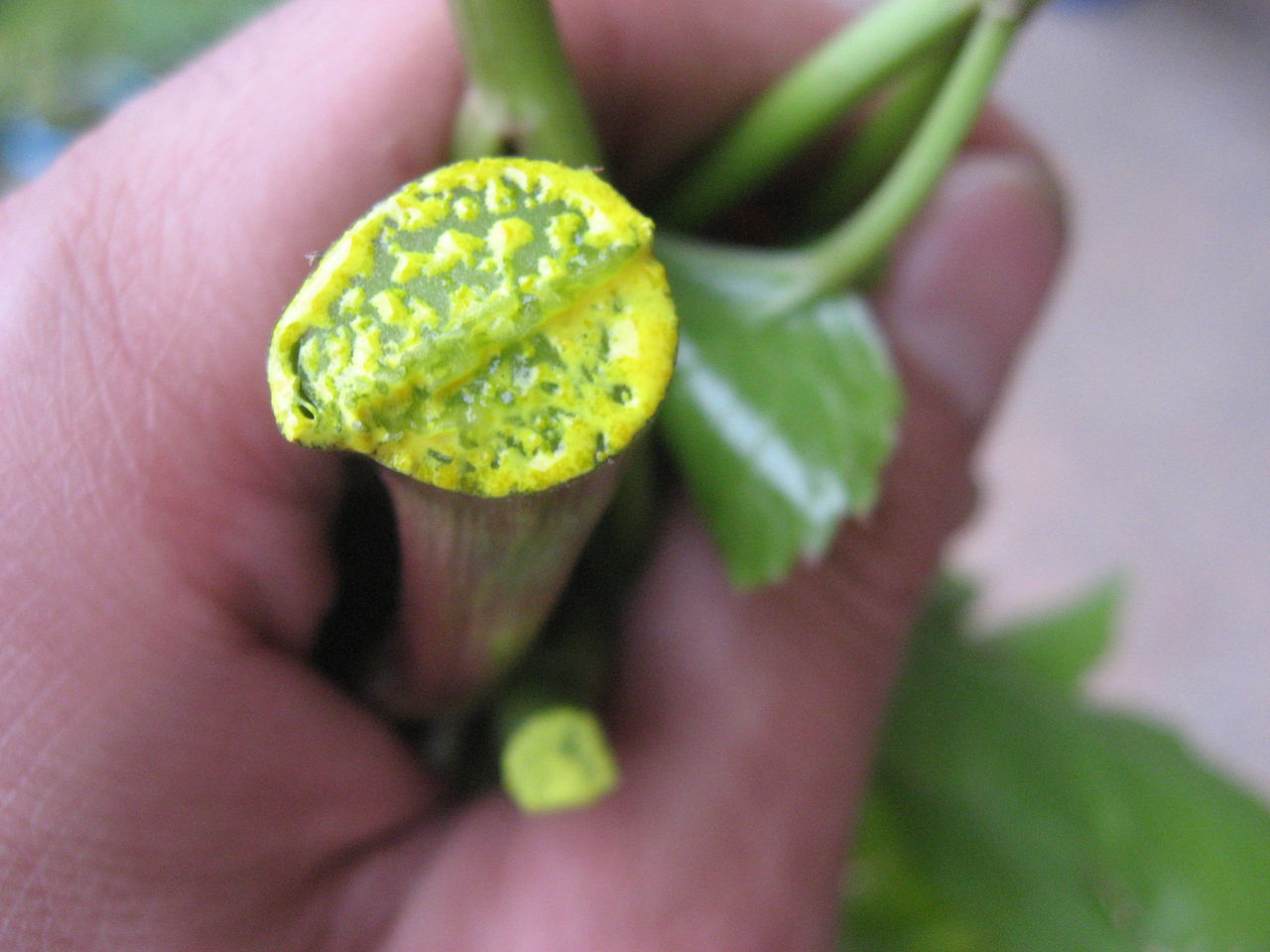 明日葉って何で黄色い汁が出てくるの 最高の農業の見つけ方