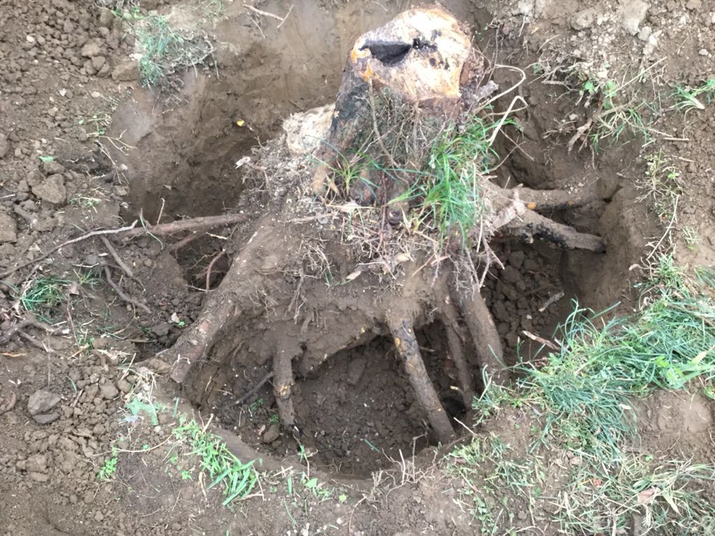 柿の木の切り株を掘り出したよ 最高の農業の見つけ方