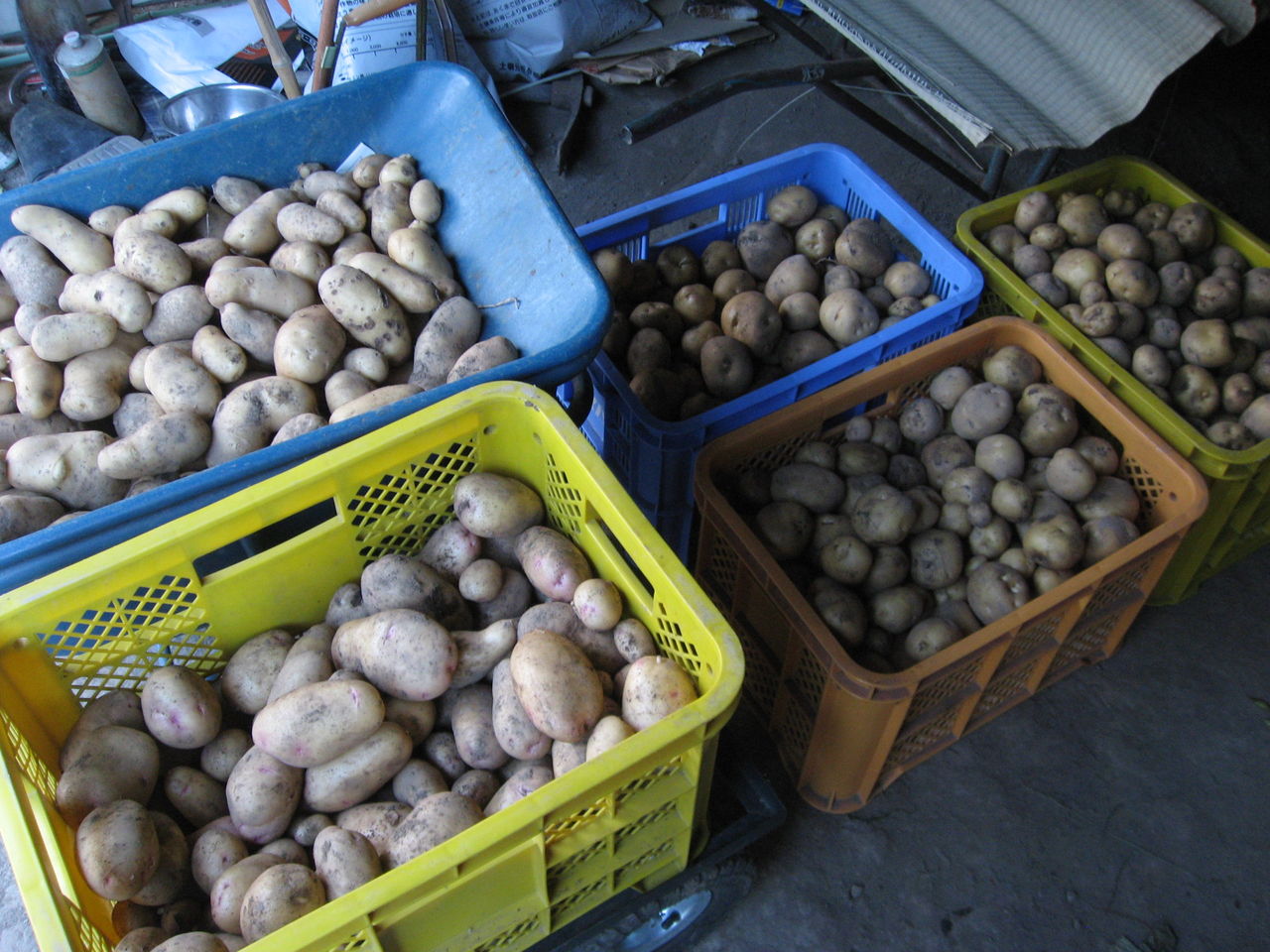 大量にジャガイモ メークイン キタアカリ 収穫 そして 男爵 メークイン キタアカリ食べ比べ 最高の農業の見つけ方 大量にジャガイモ メークイン キタアカリ 収穫 そして 男爵 メークイン キタアカリ食べ比べ 最高の農業の見つけ方