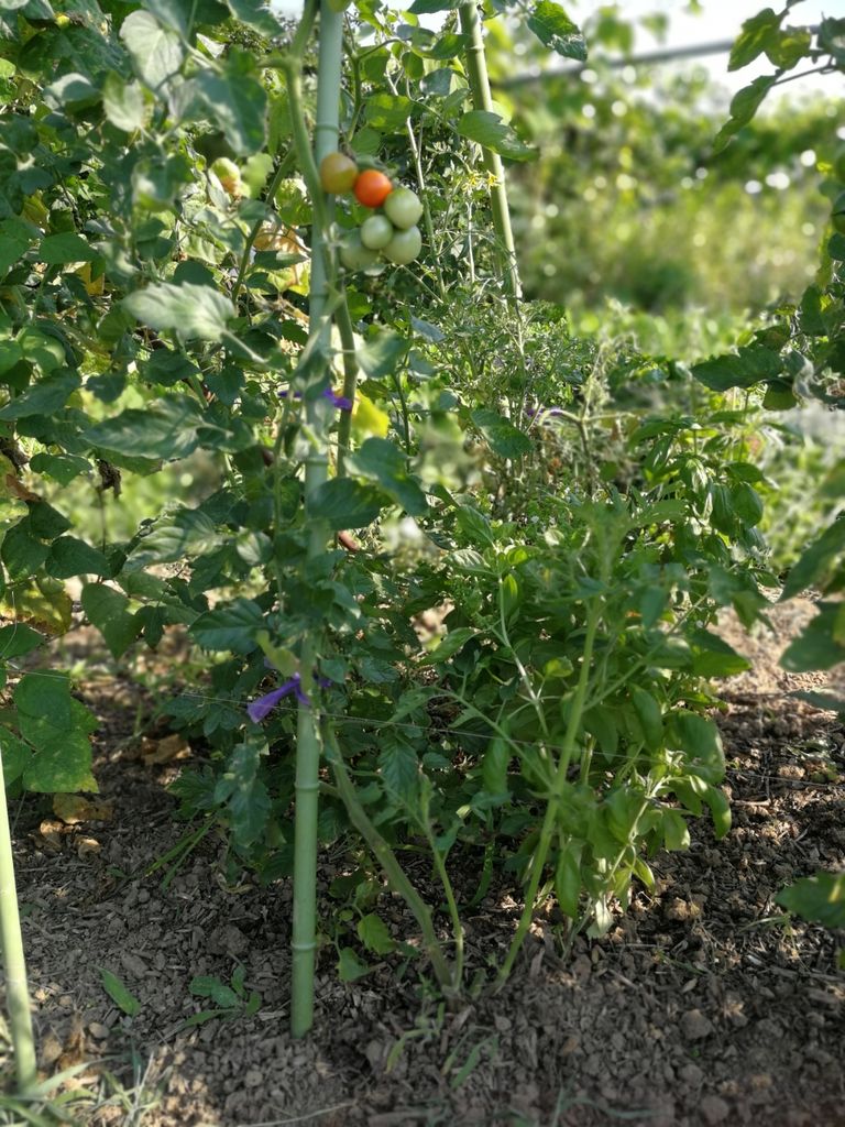 トマトの苗が1つしか無いときにやりたい２本仕立てとは 最高の農業の見つけ方