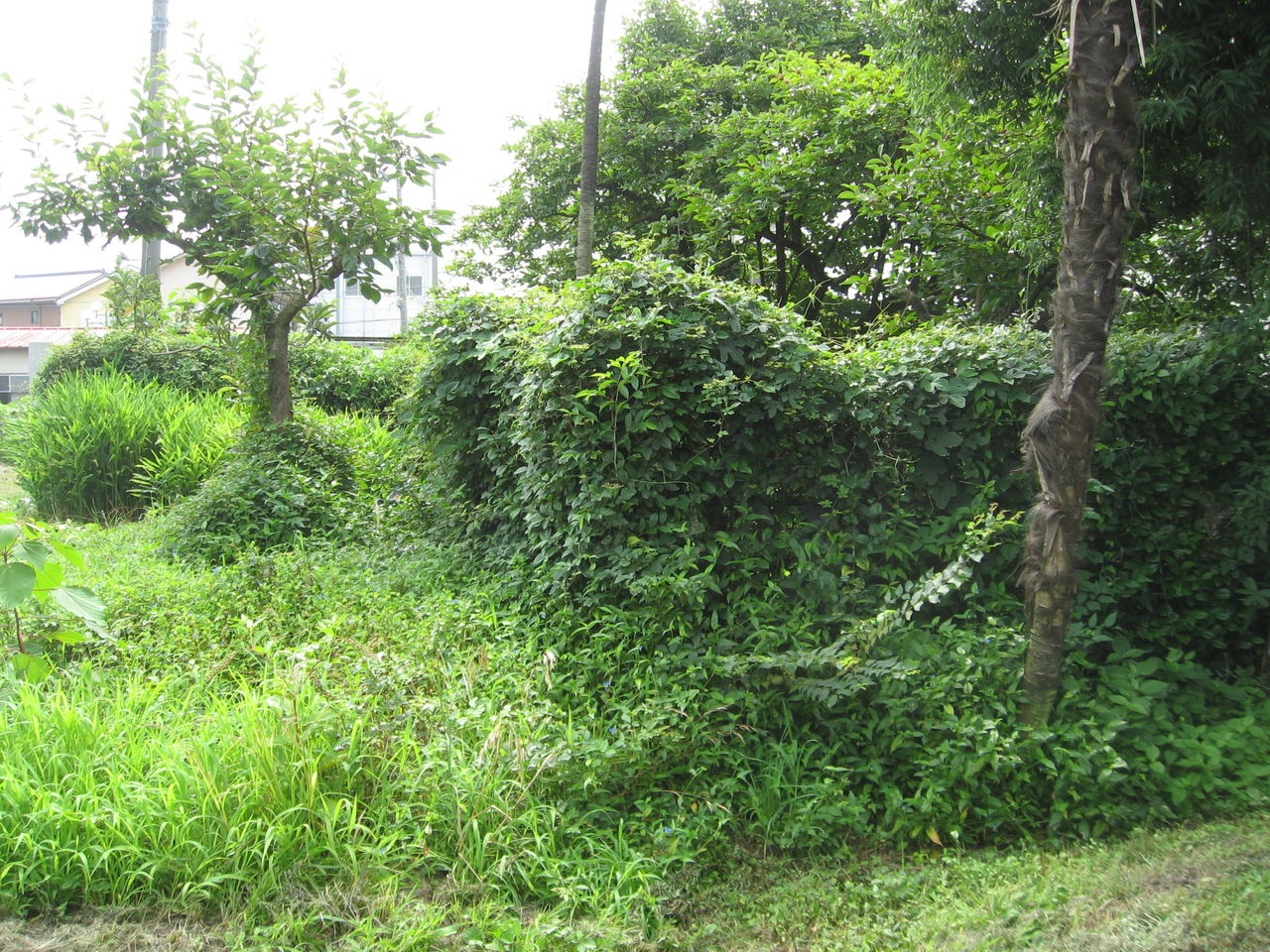 Zenoah Ht601 Pro 1 ヘッジトリマでツバキの植木 垣根 剪定 最高の農業の見つけ方 Zenoah Ht601 Pro 1 ヘッジトリマでツバキの植木 垣根 剪定 最高の農業の見つけ方