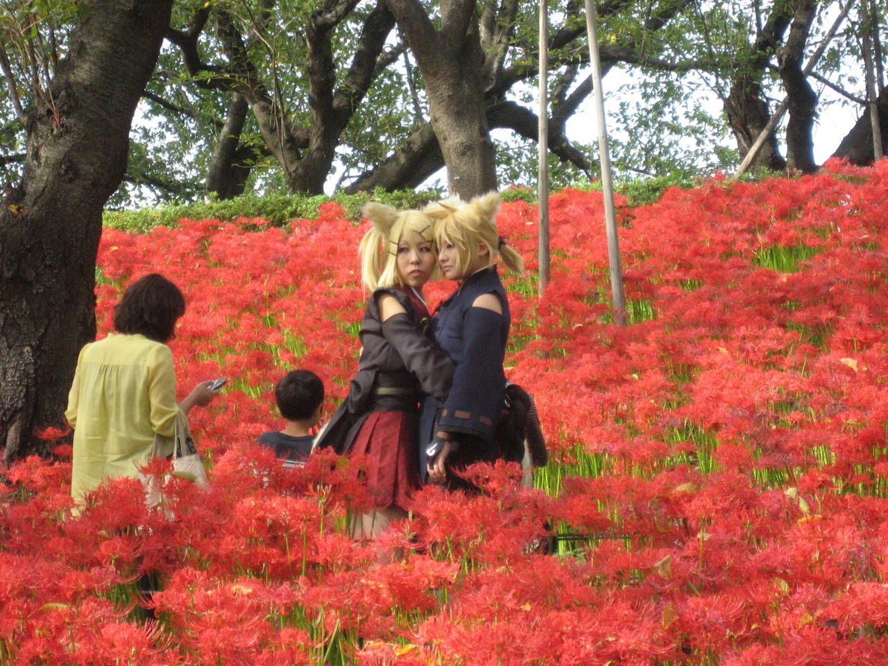 幸手市権現堂の彼岸花 曼珠沙華 を見に行きました 最高の農業の見つけ方 幸手市権現堂の彼岸花 曼珠沙華 を見に行きました 最高の農業の見つけ方