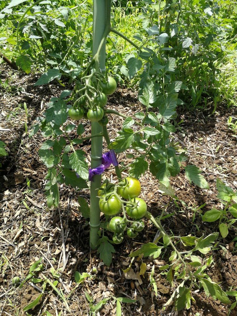 トマトは わき芽を取らないと大混乱 最高の農業の見つけ方