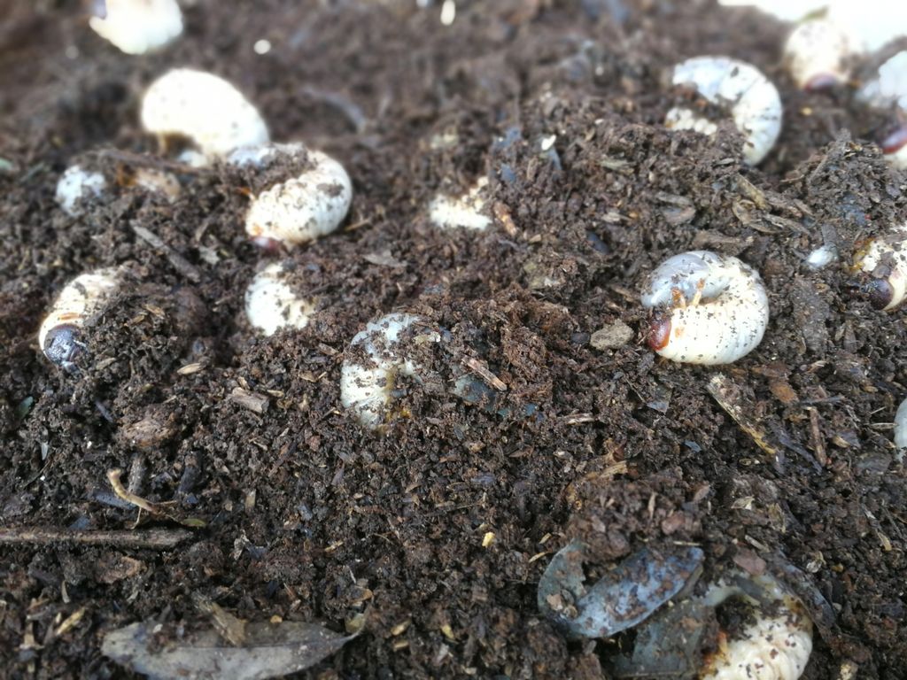 飼育 カブトムシ幼虫の糞を掃除したよ 最高の農業の見つけ方 飼育 カブトムシ幼虫の糞を掃除したよ 最高の農業の見つけ方