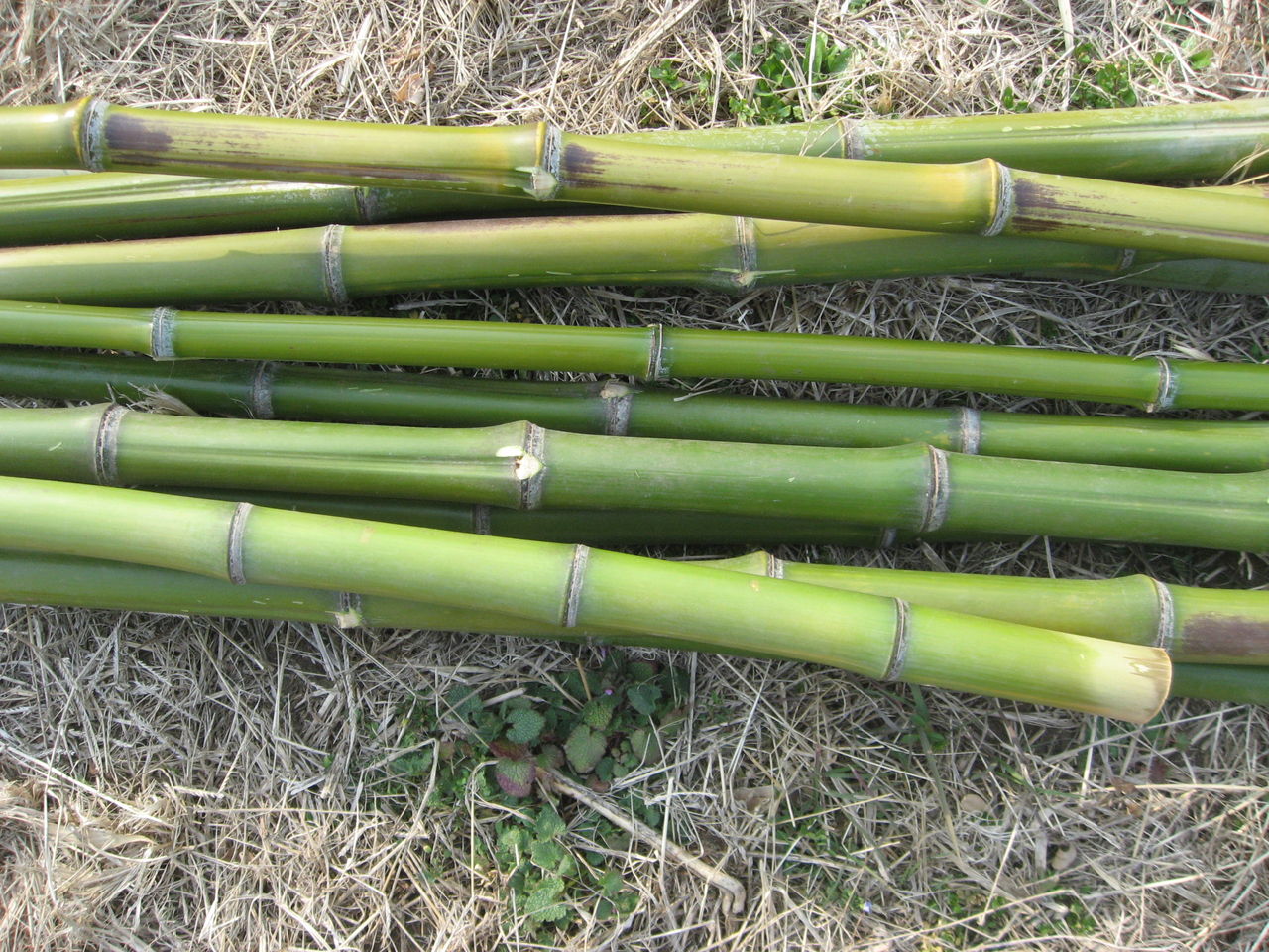 竹の 枝落とし方法 最高の農業の見つけ方