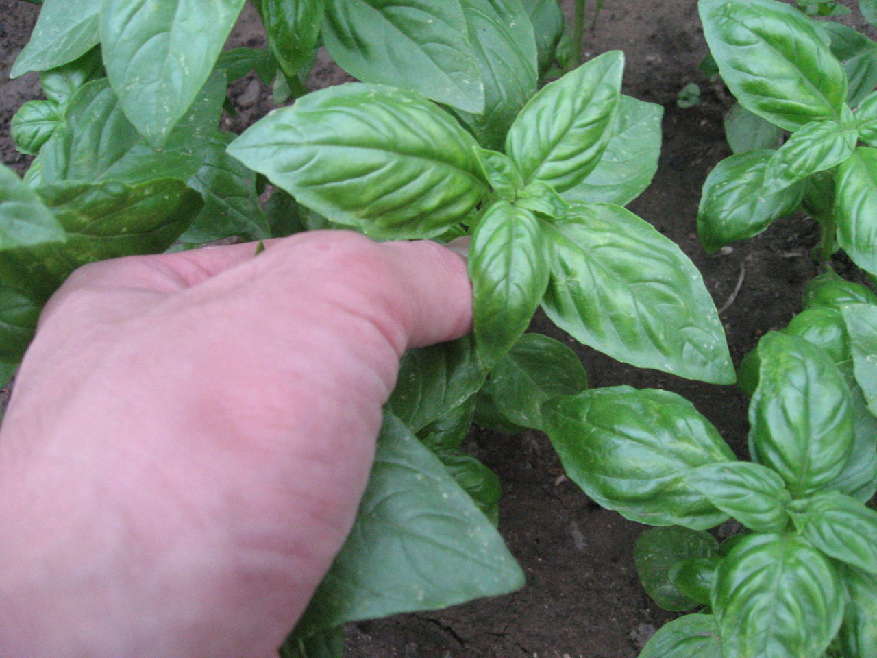 バジルを収穫してすぐに使ってみる 最高の農業の見つけ方