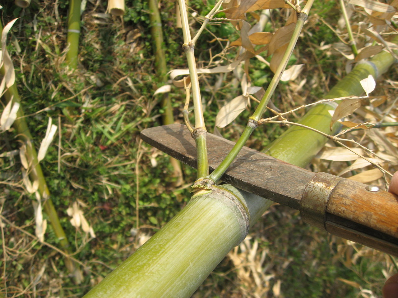 竹の 枝落とし方法 最高の農業の見つけ方