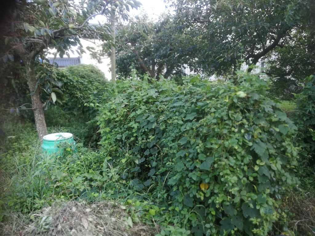 剪定 ヤブガラシに巻かれた椿の垣根を剪定したよ 最高の農業の見つけ方