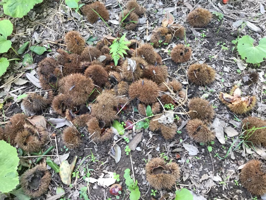 実験 大量に出た栗のイガを処分 堆肥にしてみるよ 最高の農業の見つけ方 実験 大量に出た栗のイガを処分 堆肥にしてみるよ 最高の農業の見つけ方