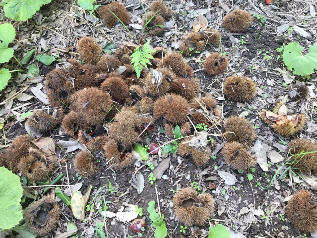 実験 大量に出た栗のイガを処分 堆肥にしてみるよ 最高の農業の見つけ方