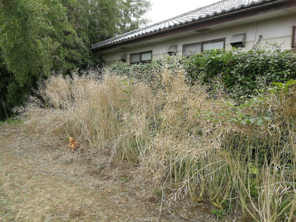 のらぼう菜の種を自家採取 最高の農業の見つけ方 のらぼう菜の種を自家採取 最高の農業の見つけ方