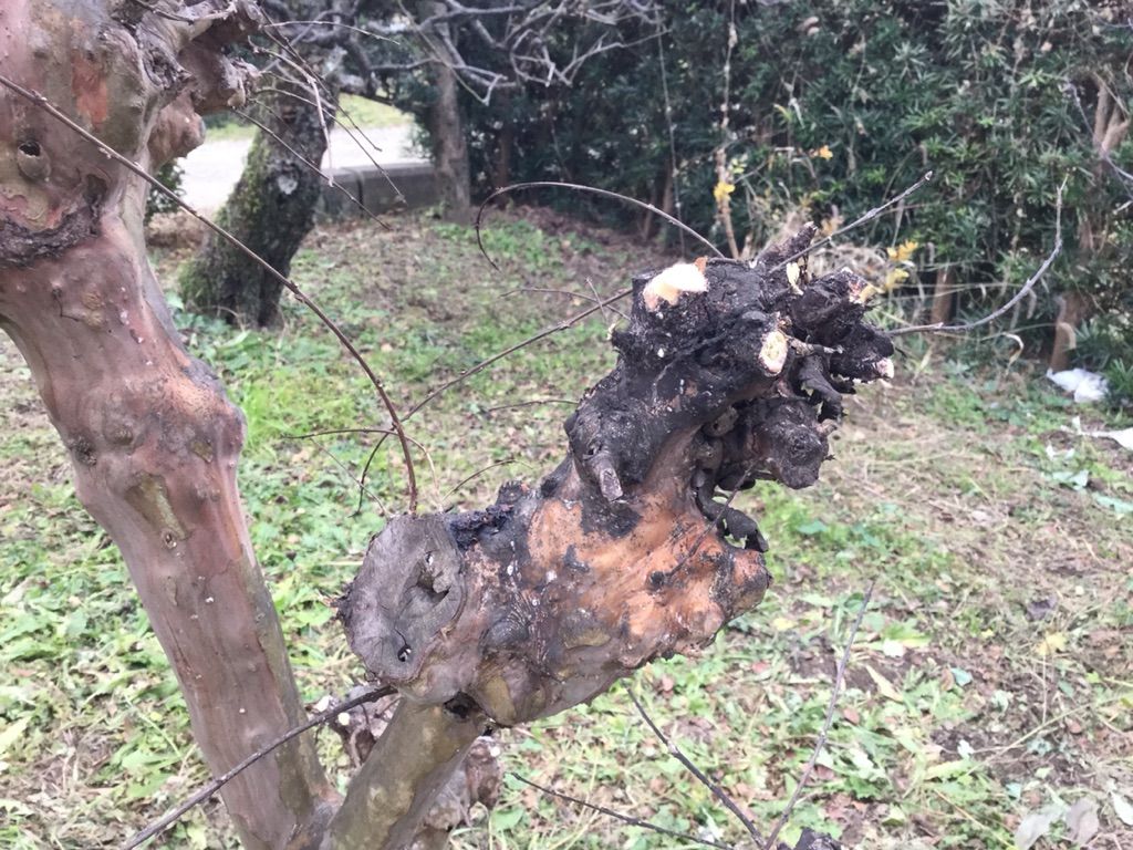 切り過ぎでしょ 植木をバッサリ剪定したよ 最高の農業の見つけ方