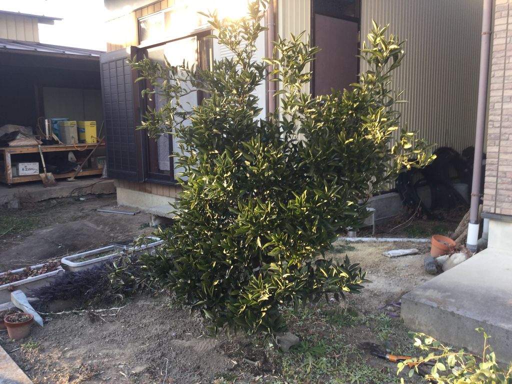 冬は剪定時期 庭の植木を剪定したよ 最高の農業の見つけ方 冬は剪定時期 庭の植木を剪定したよ 最高の農業の見つけ方