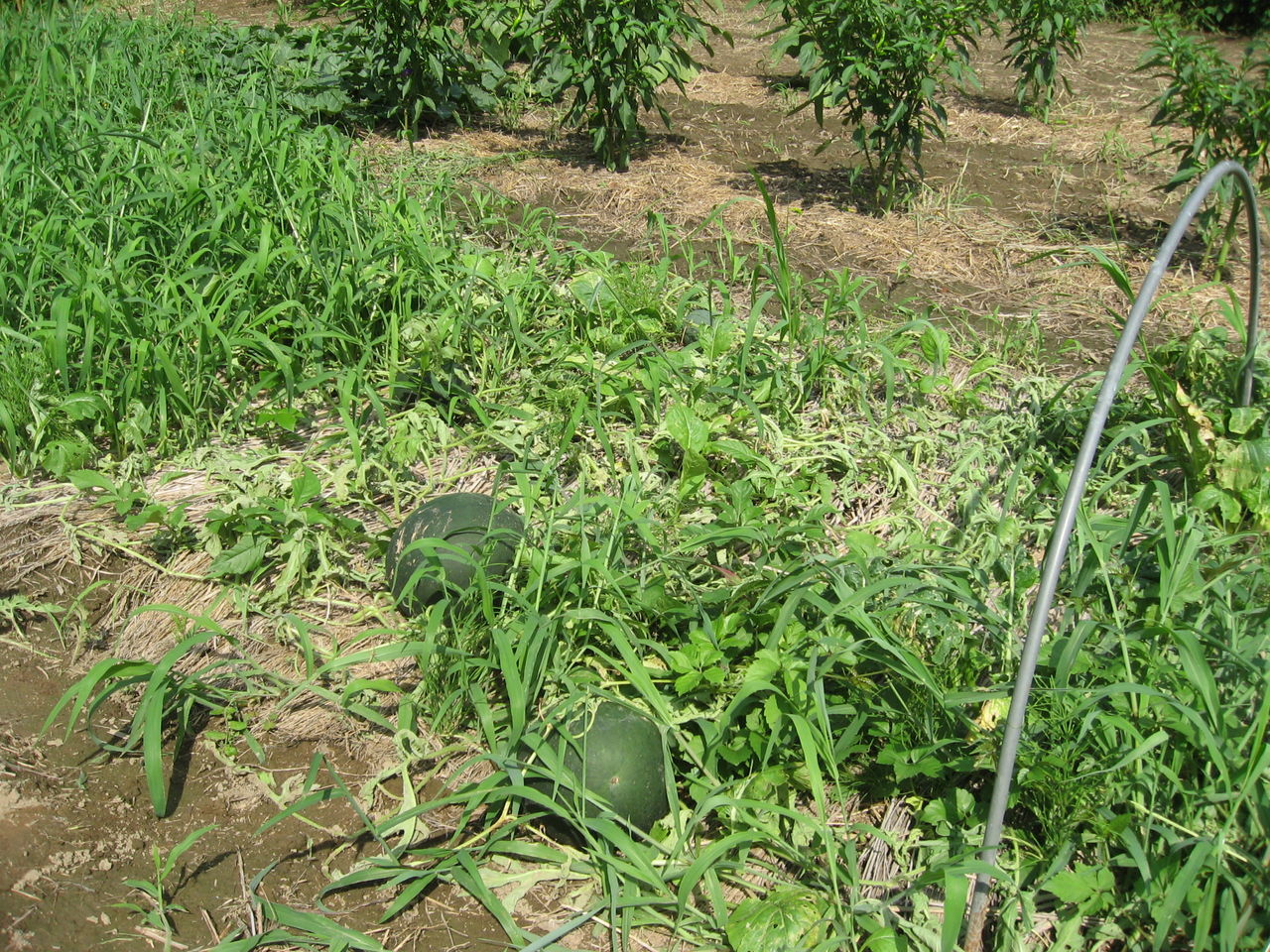 成長途中でスイカの蔓が枯れてしまいました 最高の農業の見つけ方