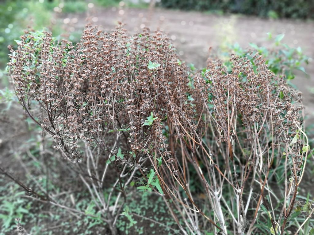 バジルが枯れてきたので バジルの種を自家採取したよ 最高の農業の見つけ方