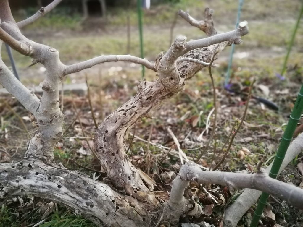 剪定 カミキリ虫の幼虫に食い荒らされたイチジクの木を剪定したよ 最高の農業の見つけ方