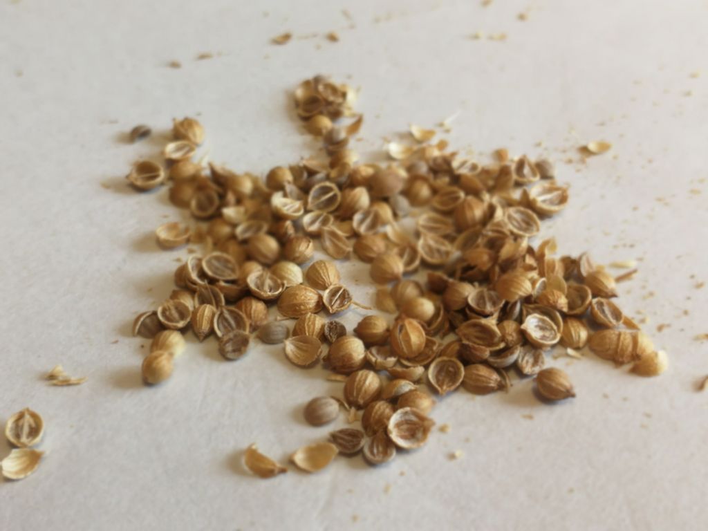 独創的 パクチーの種22g 香りが違う 増量サービス中 Atak Com Br