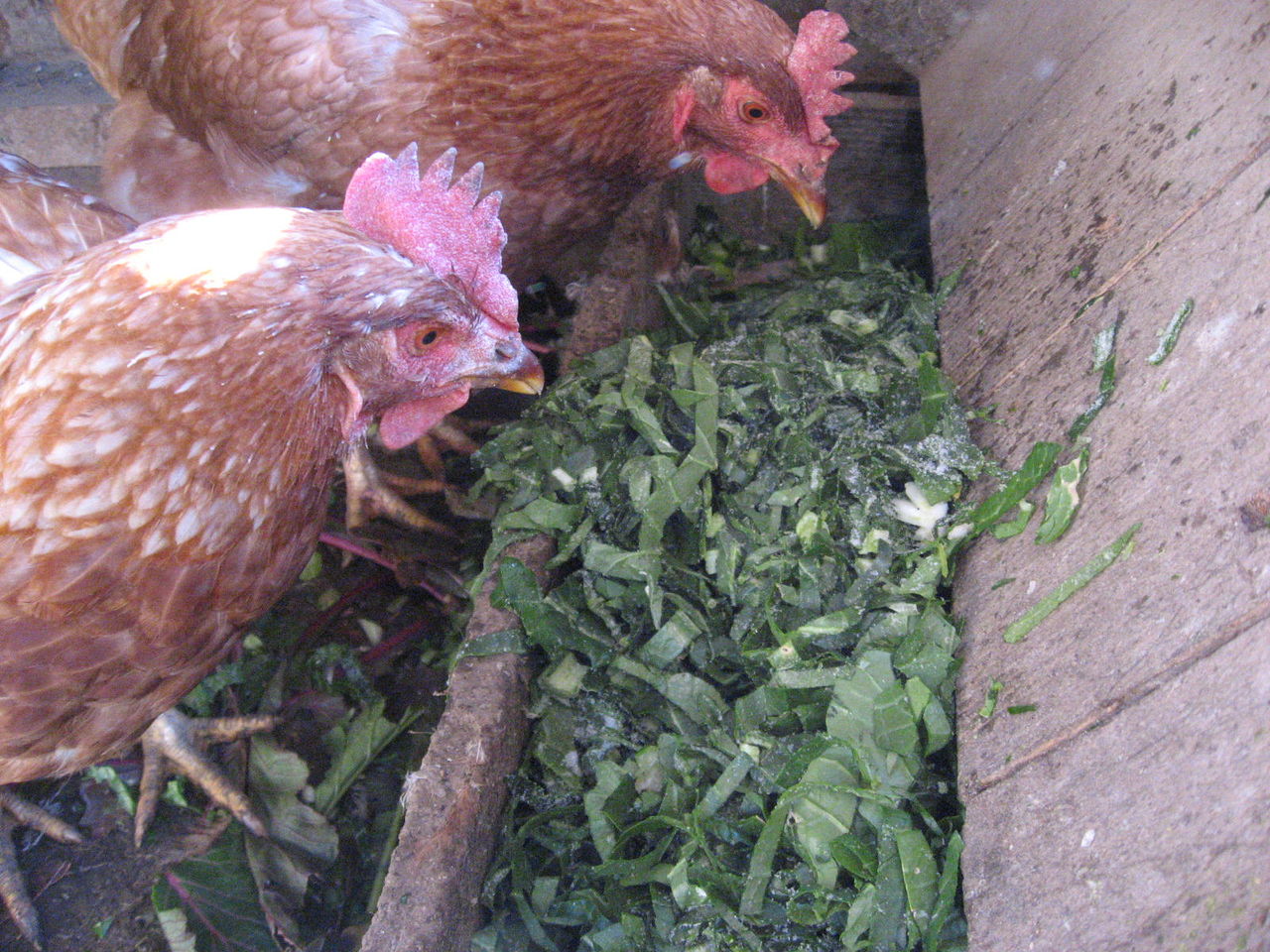 大きくなりすぎた小松菜は 鶏の良い餌です 最高の農業の見つけ方