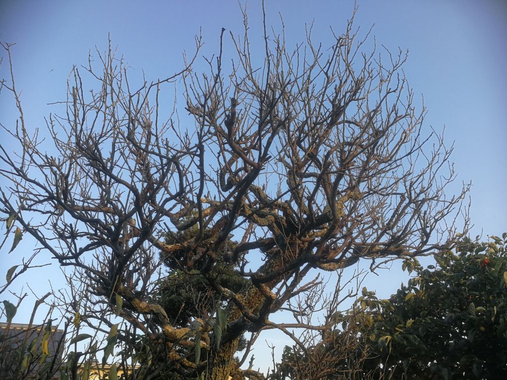 梅 の 木 枯れ た 復活