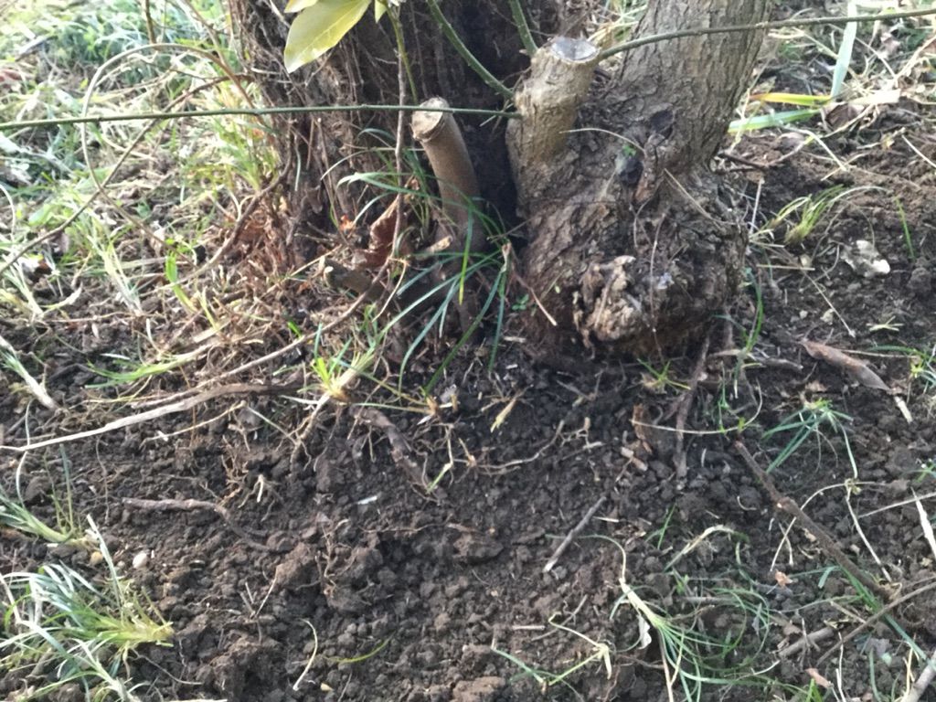 柿の木の切り株を掘り出したよ 最高の農業の見つけ方