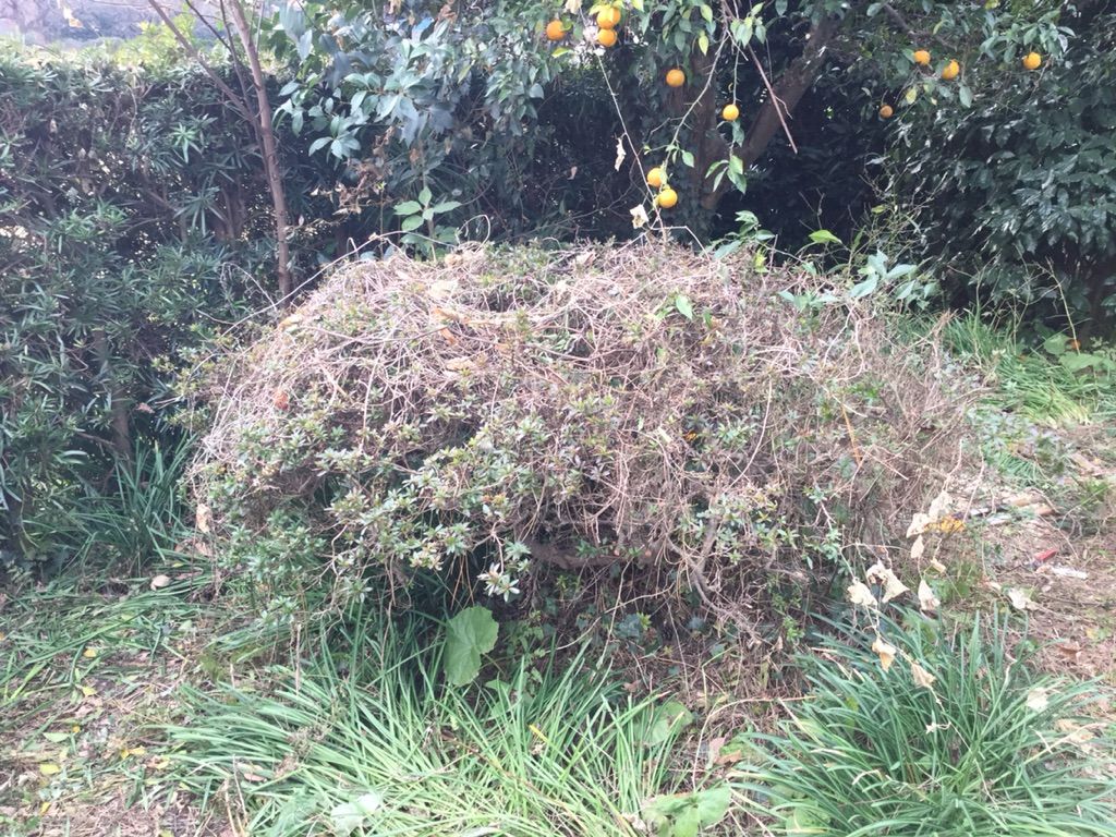 切り過ぎでしょ 植木をバッサリ剪定したよ 最高の農業の見つけ方