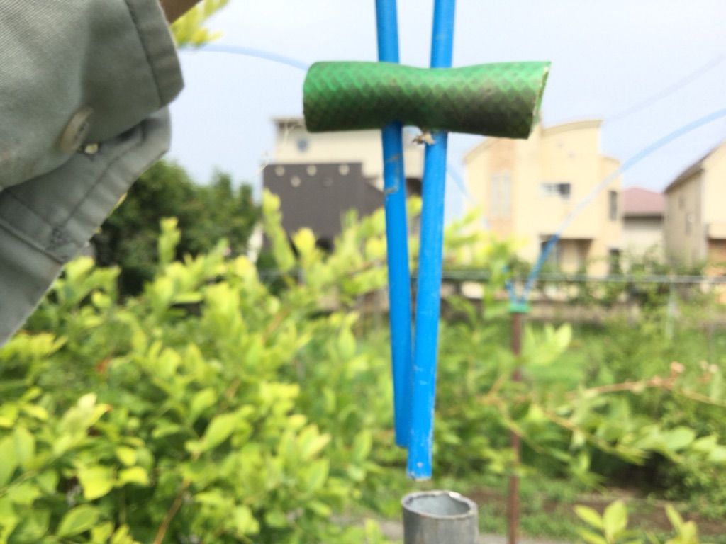 そろそろ鳥の被害が ブルーベリーに網をかけたよ 最高の農業の見つけ方 そろそろ鳥の被害が ブルーベリーに網をかけたよ 最高の農業の見つけ方