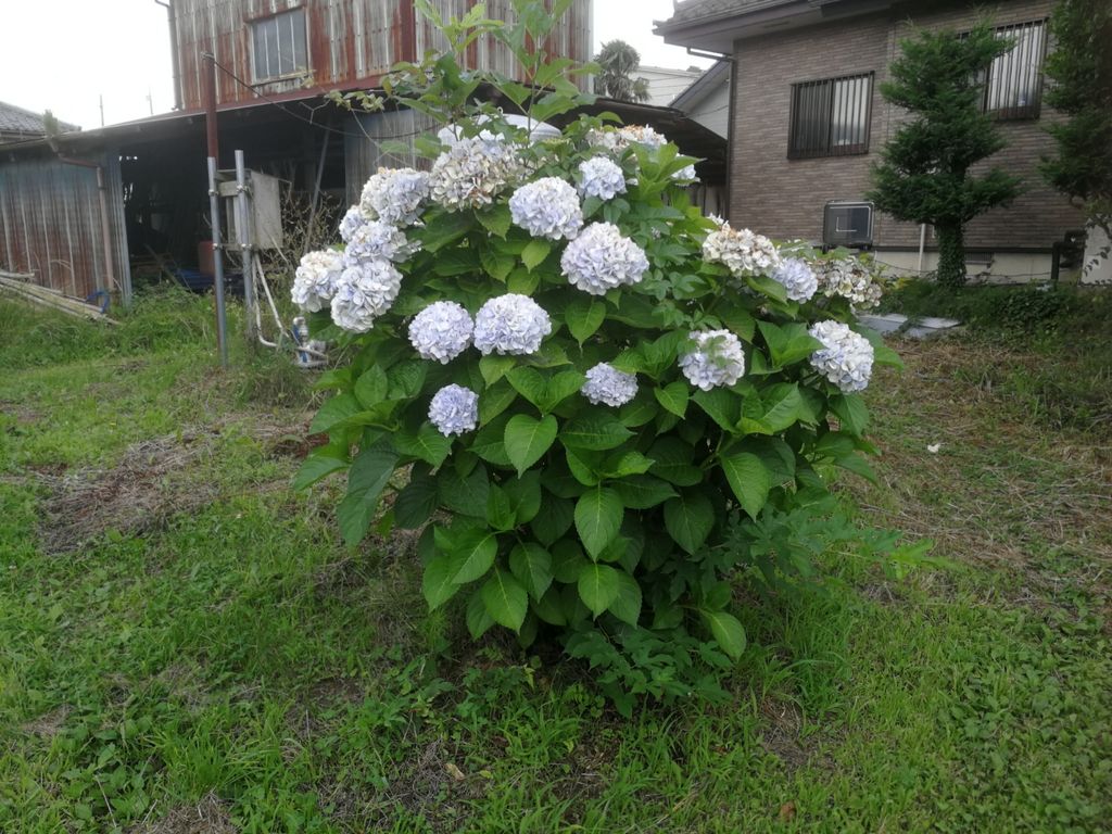 冬に小さく剪定したアジサイでも こんなにたくさん花を咲かせるよ 最高の農業の見つけ方