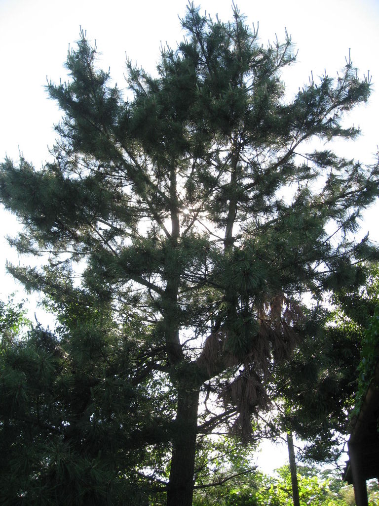 ボルダリングの成果が 大きくなりすぎた松の枝おろしをしたよ 最高の農業の見つけ方