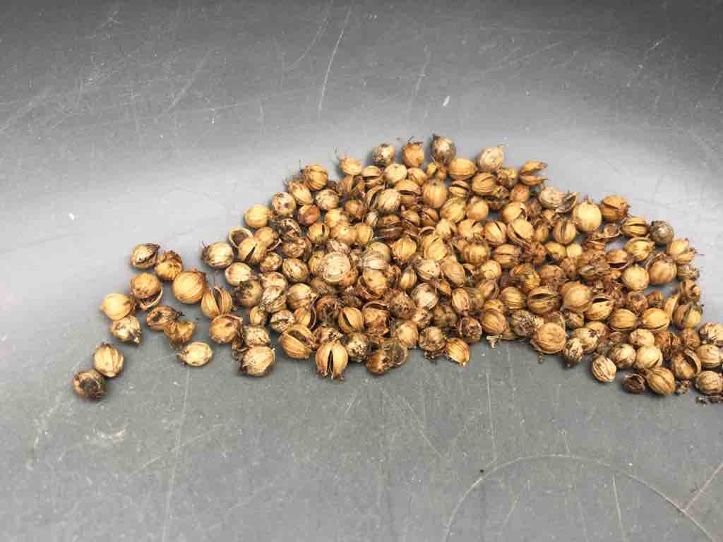 時期的に採れないと思っていたパクチーの種を採ったよ 最高の農業の見つけ方