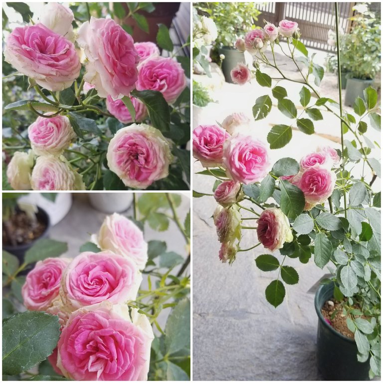 20190602_172711